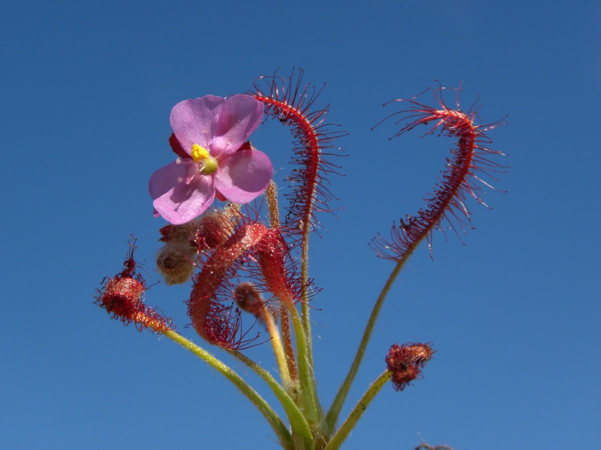Droseraceae Drosera chrysolepis