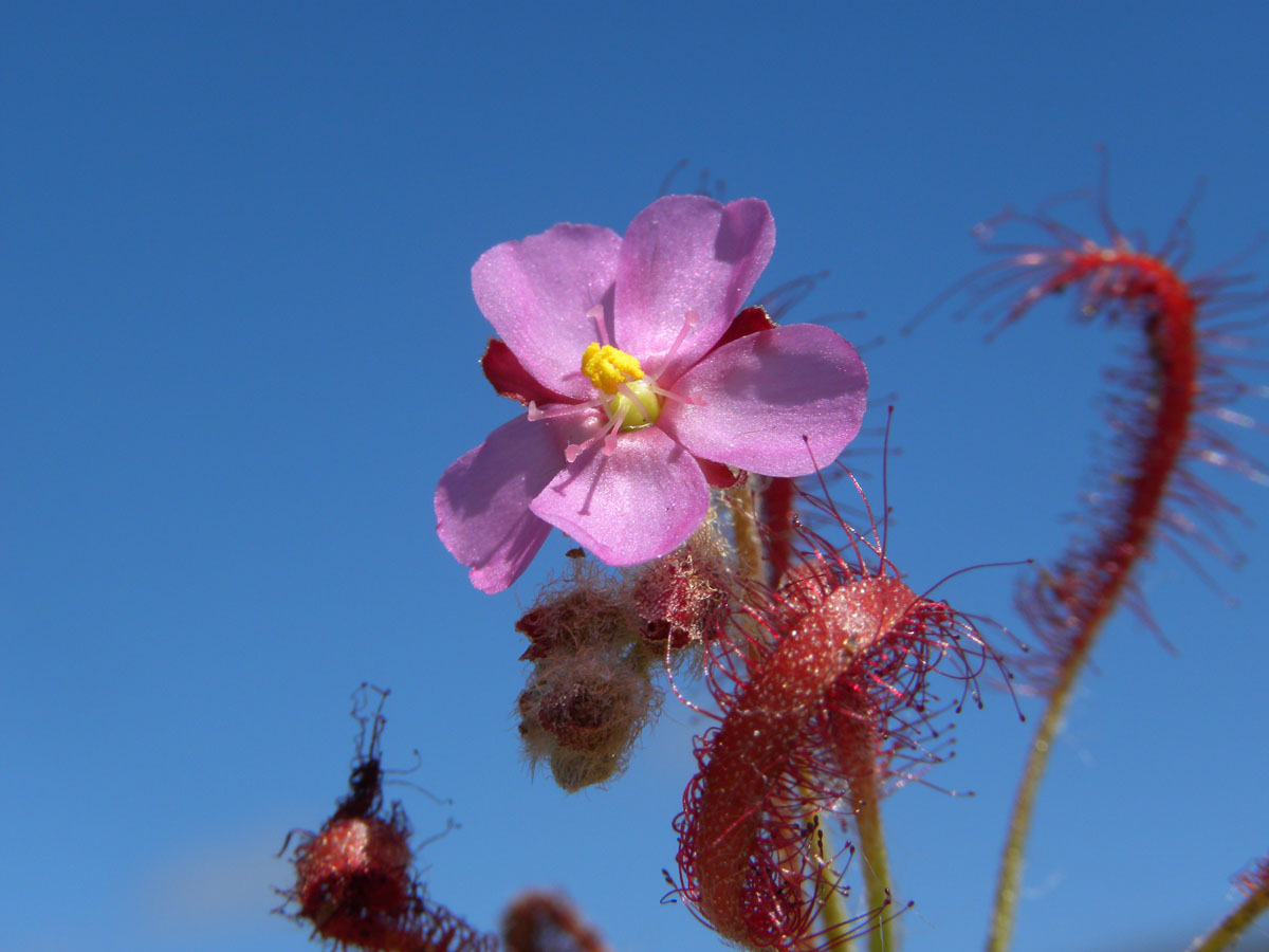 Droseraceae Drosera chrysolepis