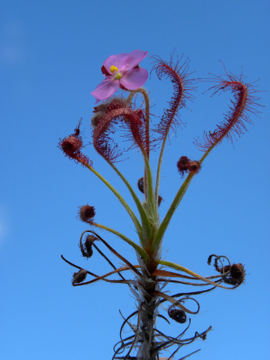 Droseraceae Drosera chrysolepis