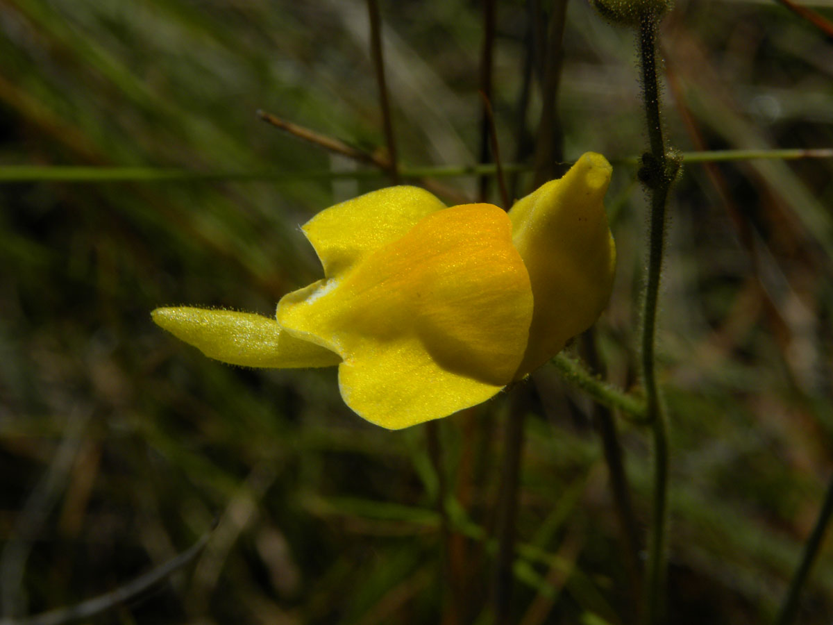 Lentibulariaceae Genlisea aurea