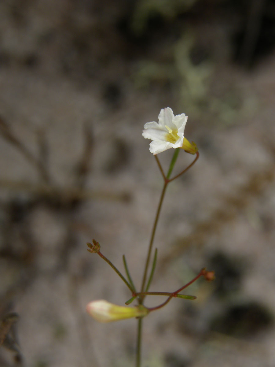 Rubiaceae Oldenlandia filicaulis