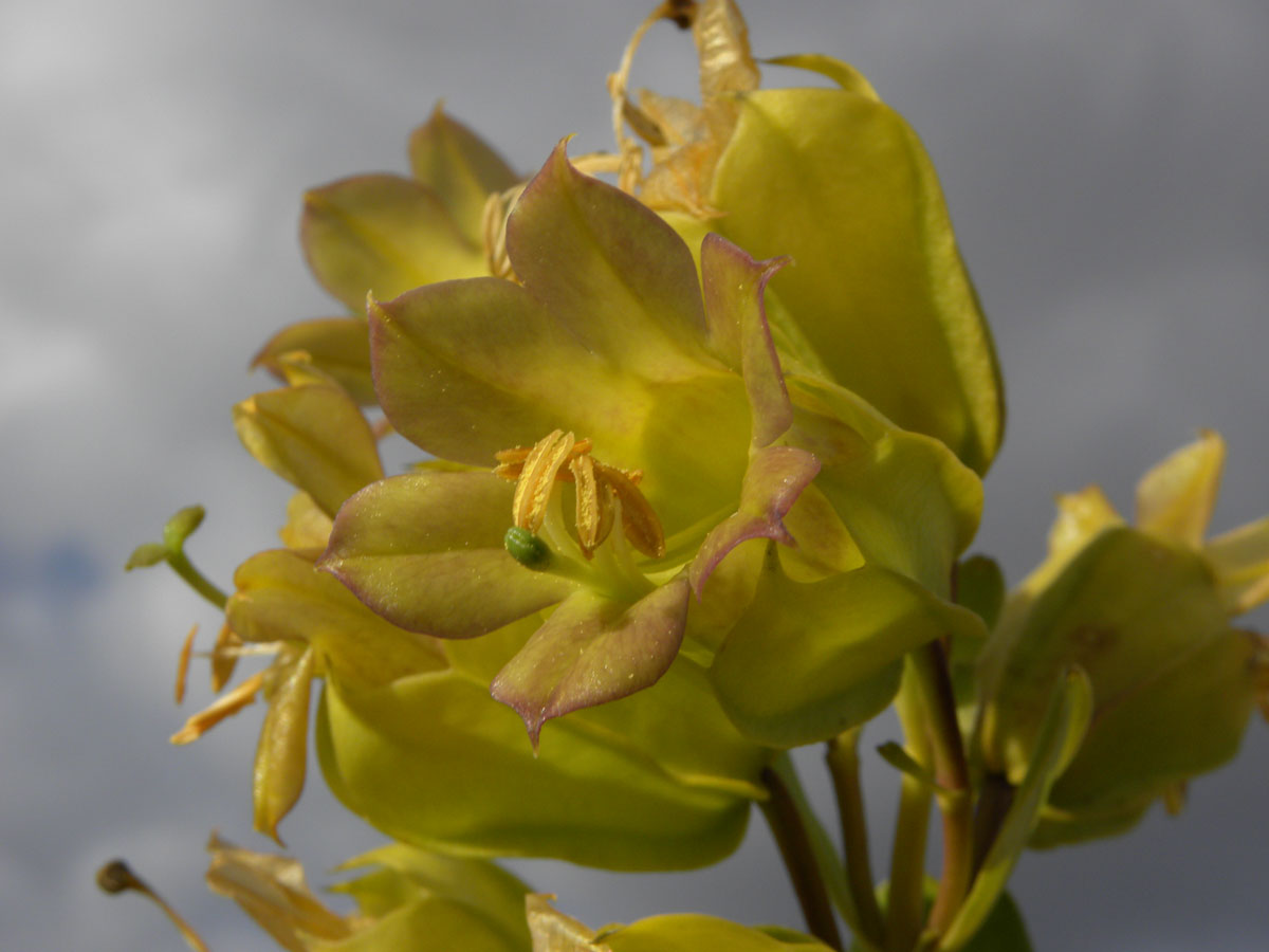 Gentianaceae Prepusa montana