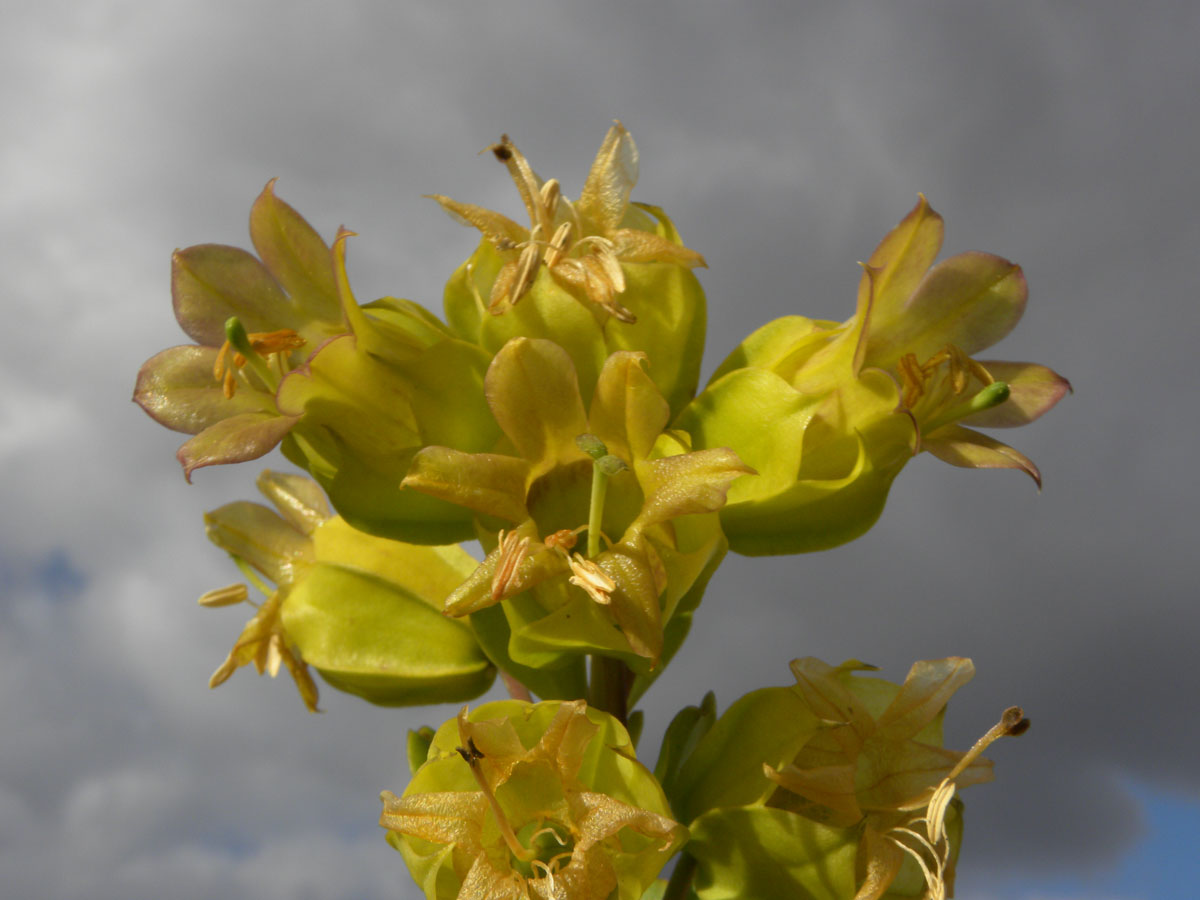 Gentianaceae Prepusa montana