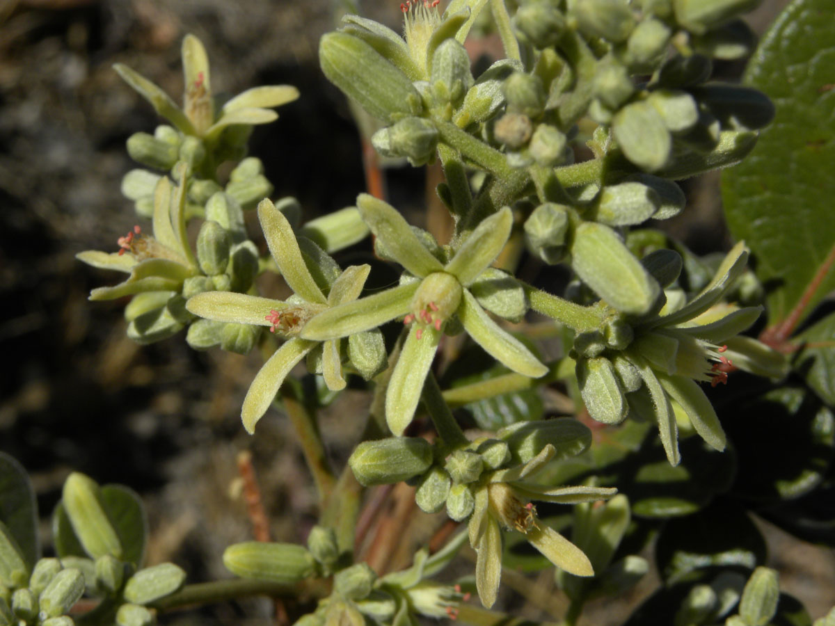 Simaroubaceae Simaba suffruticosa