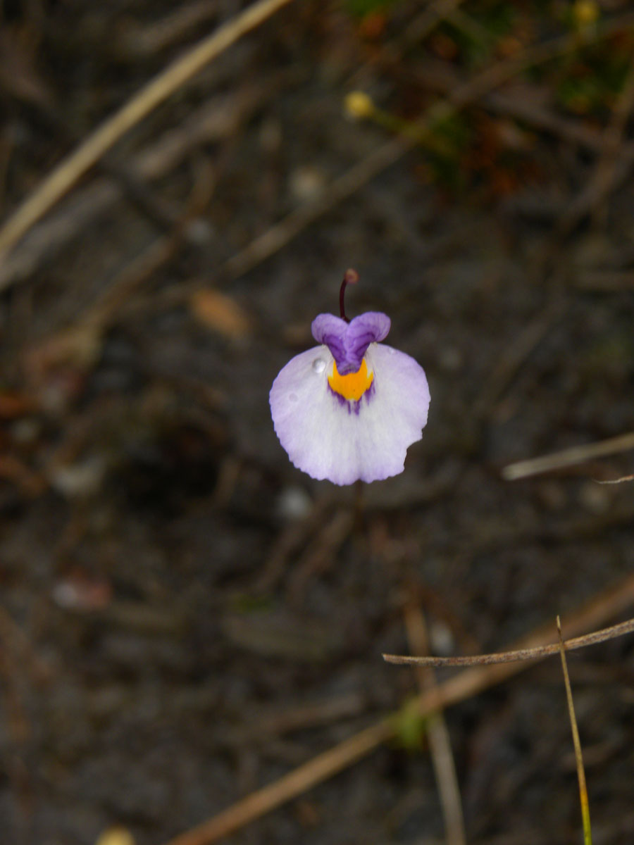 Lentibulariaceae Utricularia blanchetii
