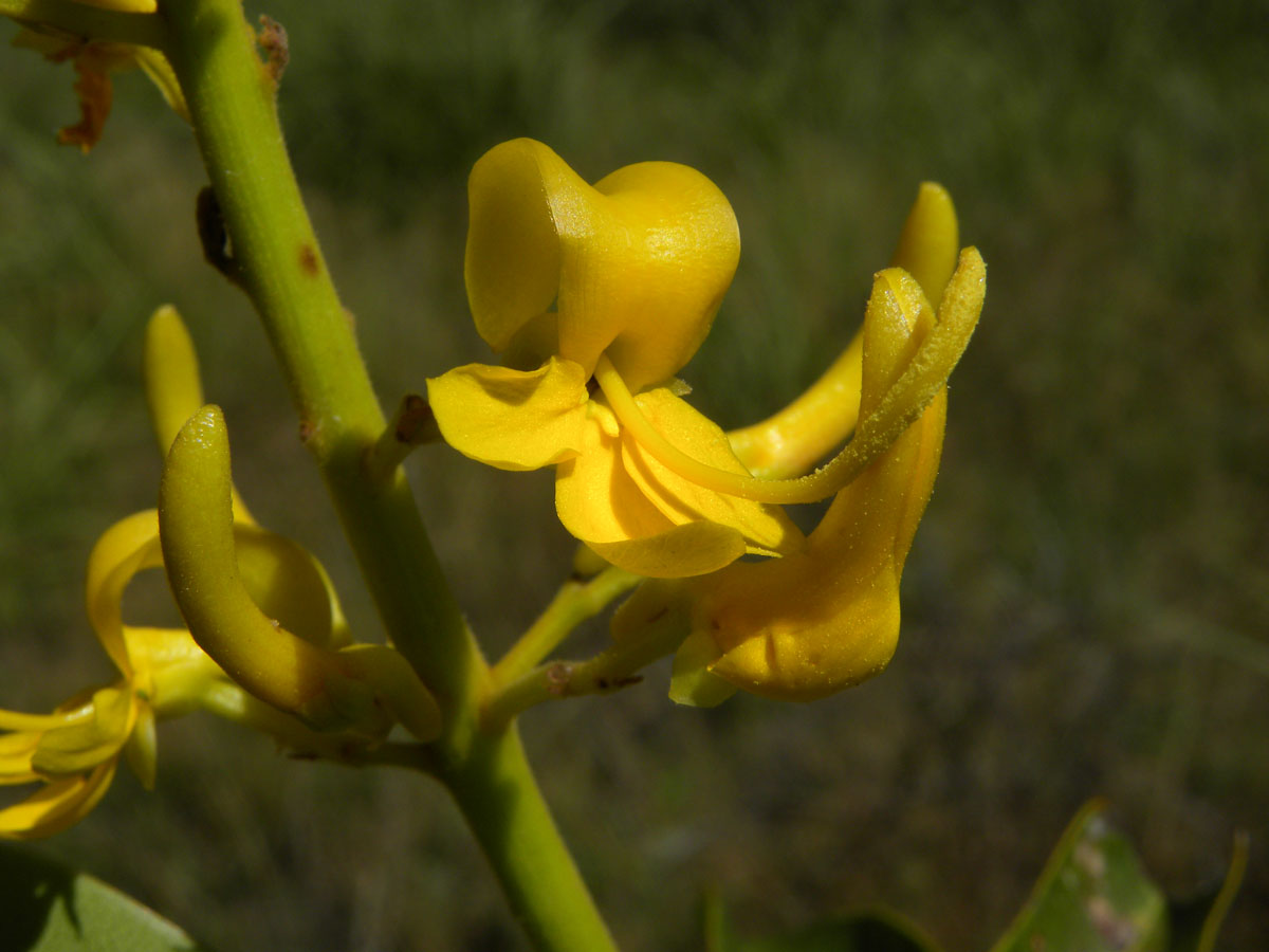 Vochysiaceae Vochysia gardneri