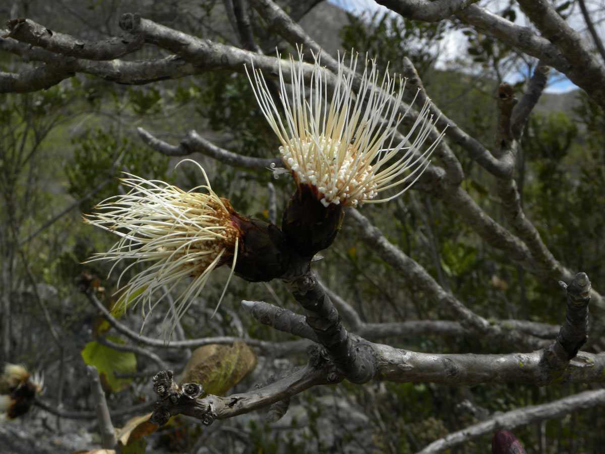 Asteraceae Wunderlichia cruelsiana