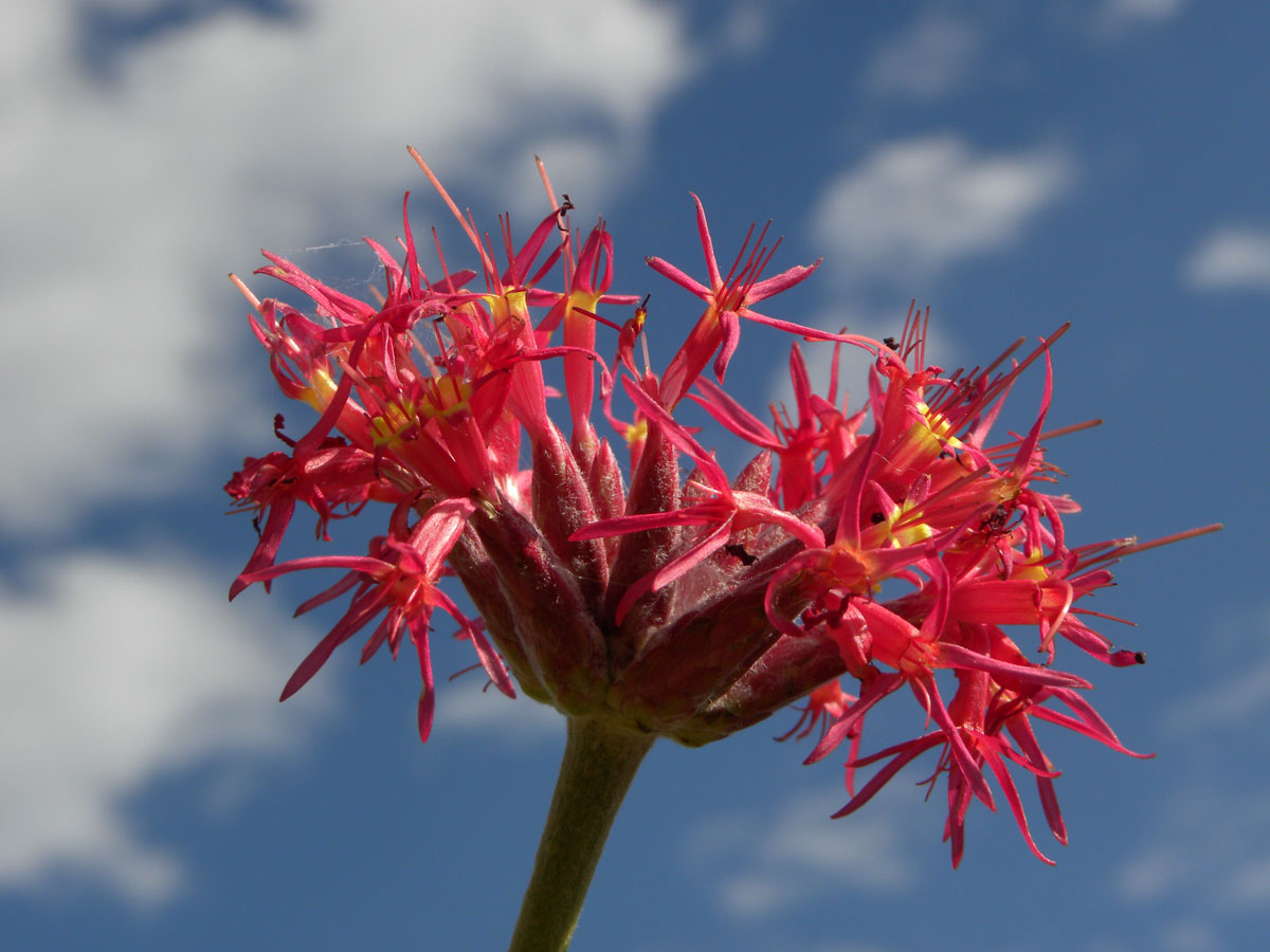 Asteraceae Chresta speciosa