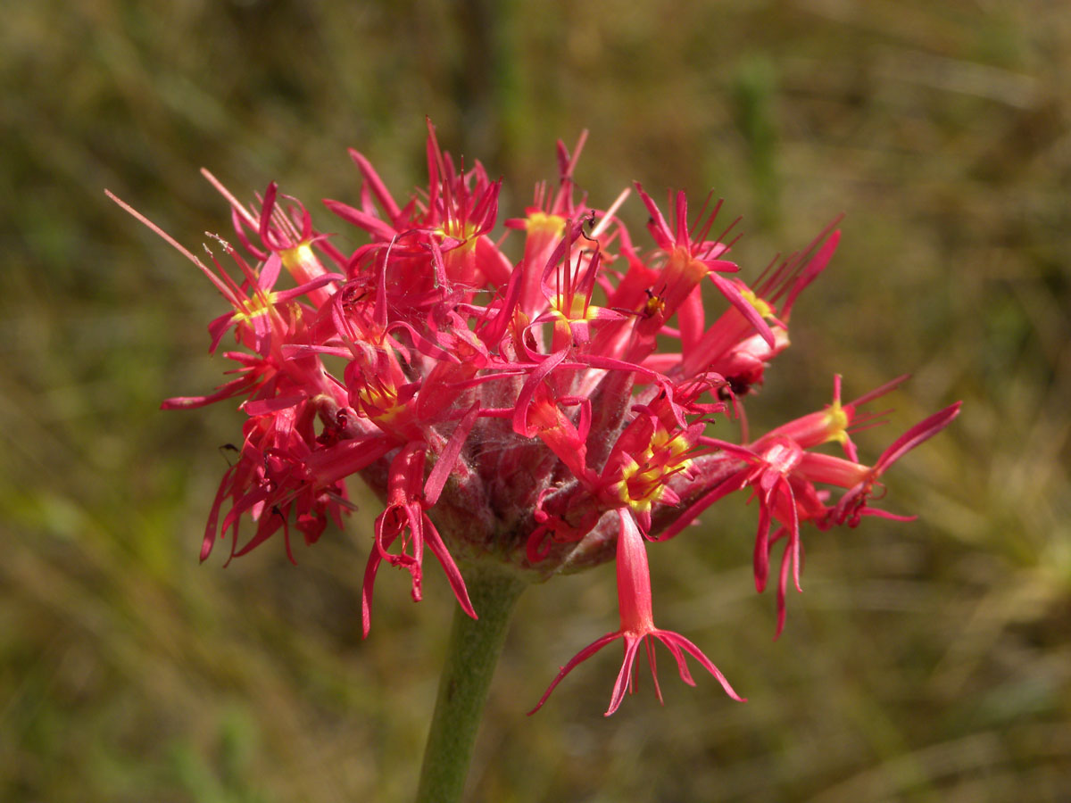 Asteraceae Chresta speciosa