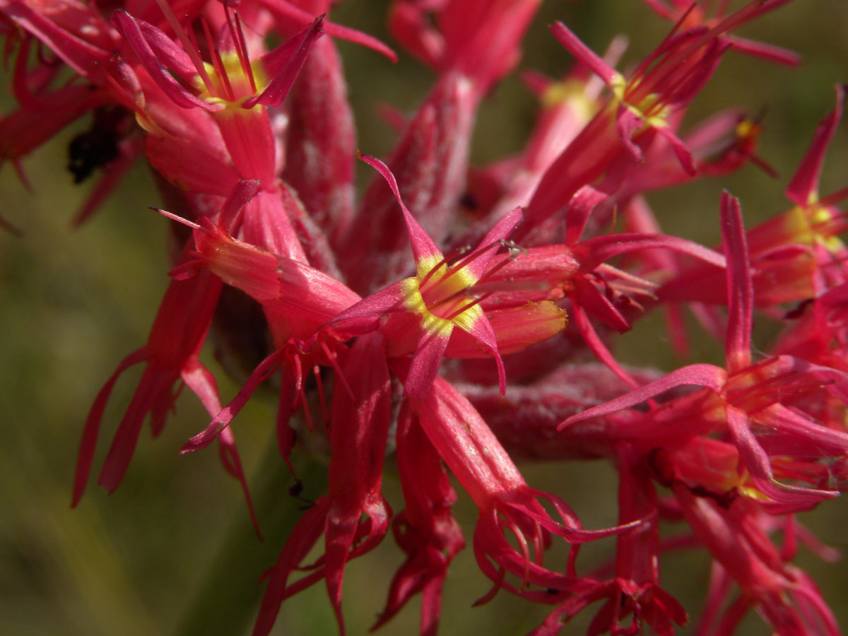 Asteraceae Chresta speciosa