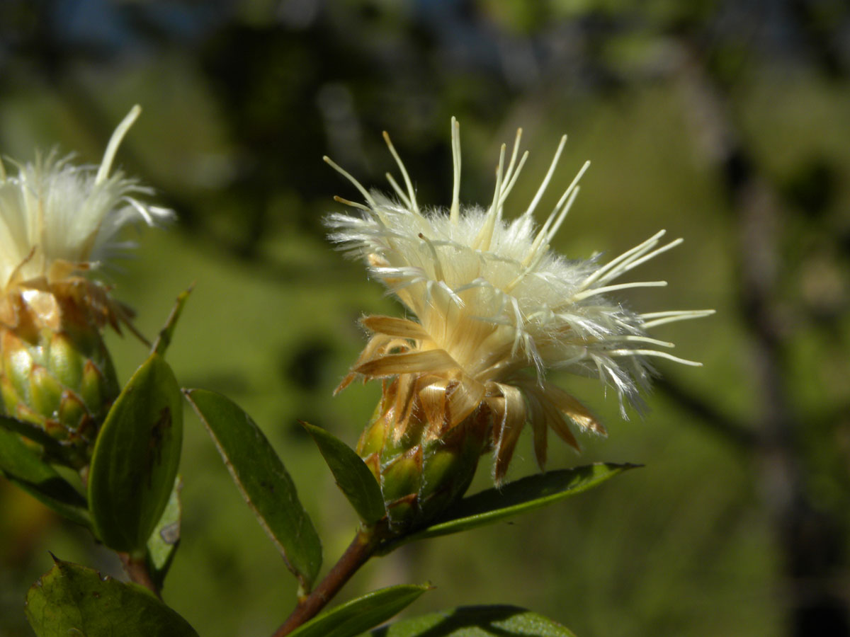 Asteraceae Dasyphyllum sprengelianum