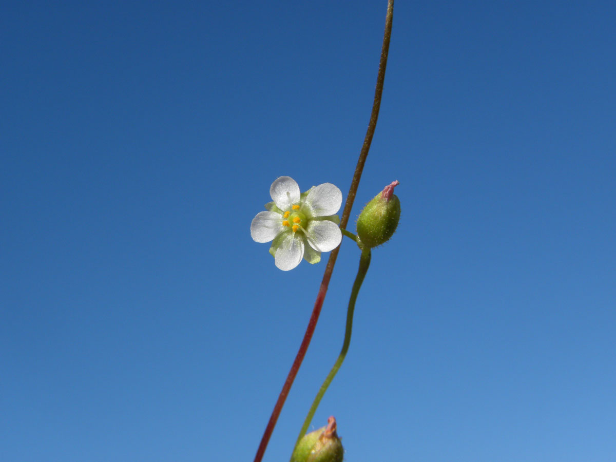 Droseraceae Drosera grantsaui