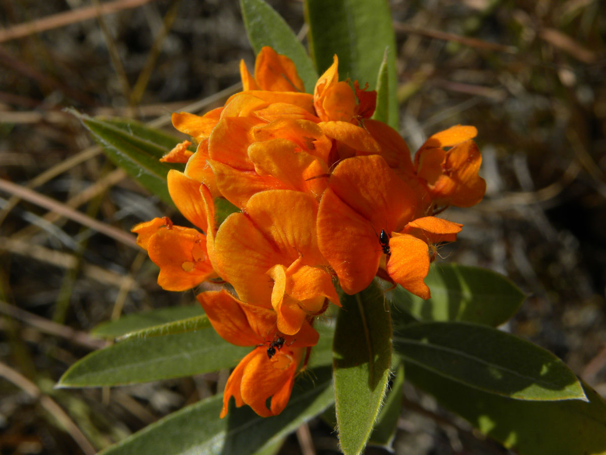 Fabaceae Eriosema irwinii