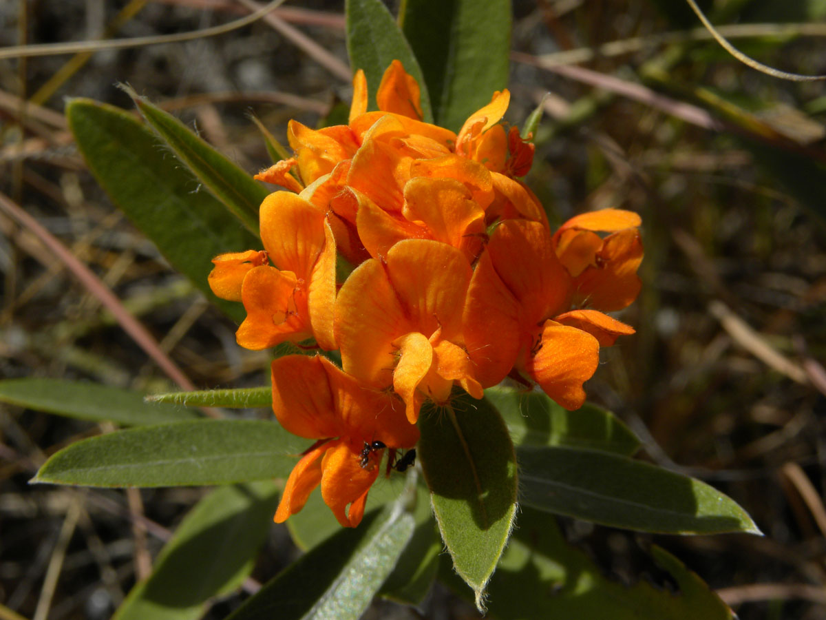 Fabaceae Eriosema irwinii