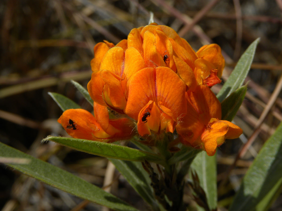 Fabaceae Eriosema irwinii