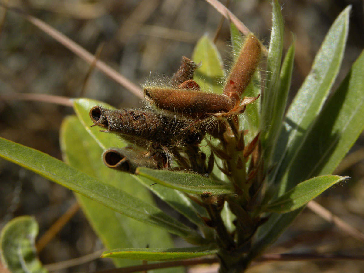 Fabaceae Eriosema irwinii