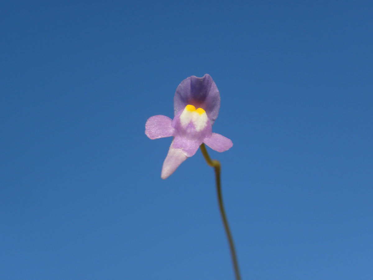 Lentibulariaceae Utricularia amethystina