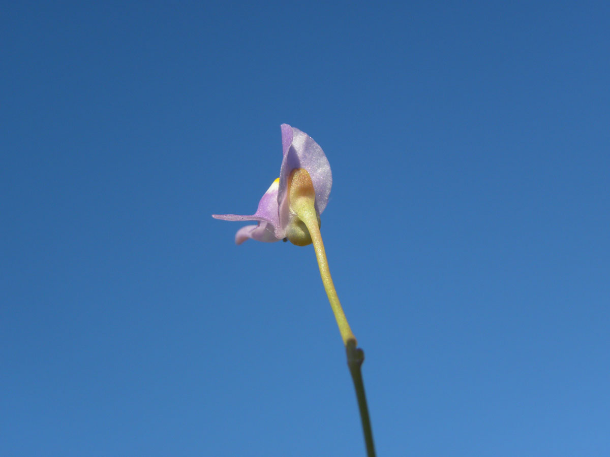 Lentibulariaceae Utricularia amethystina