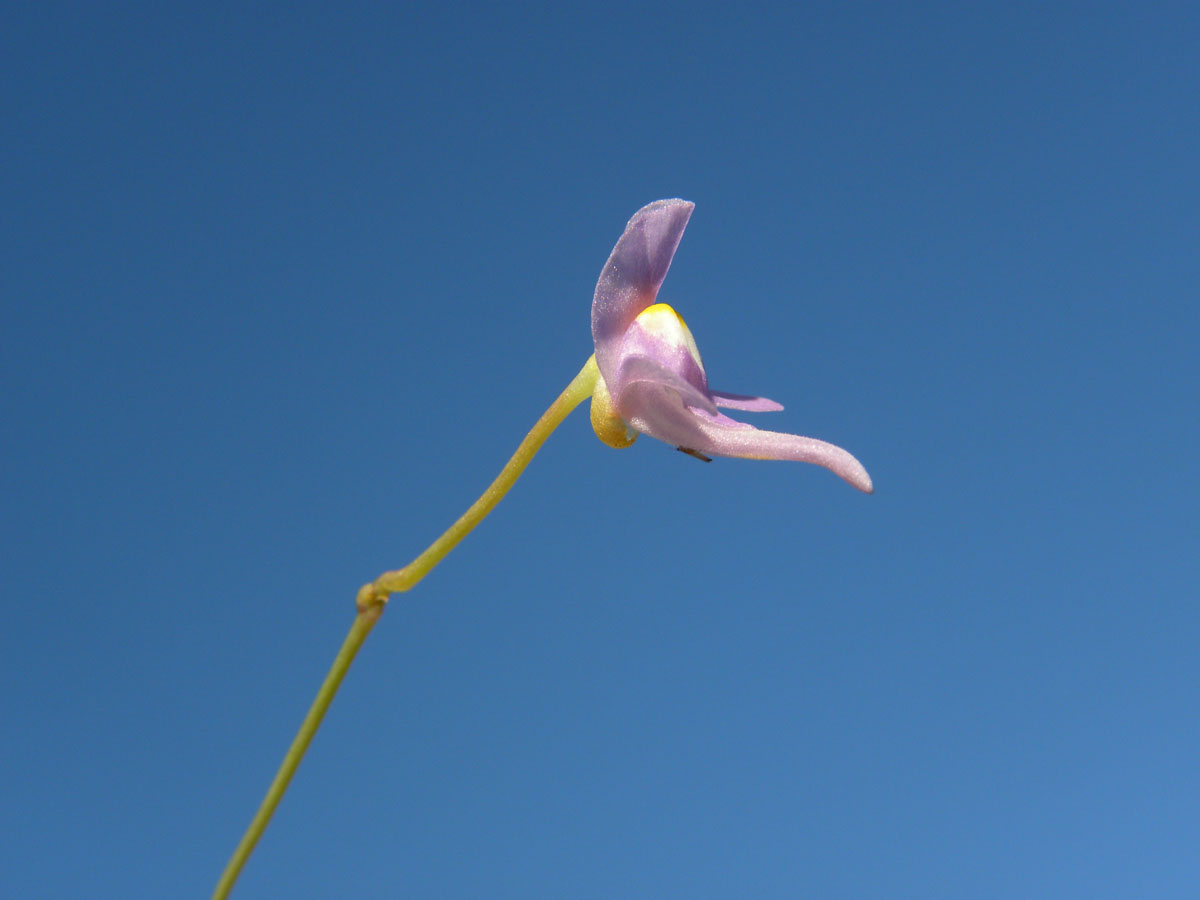 Lentibulariaceae Utricularia amethystina