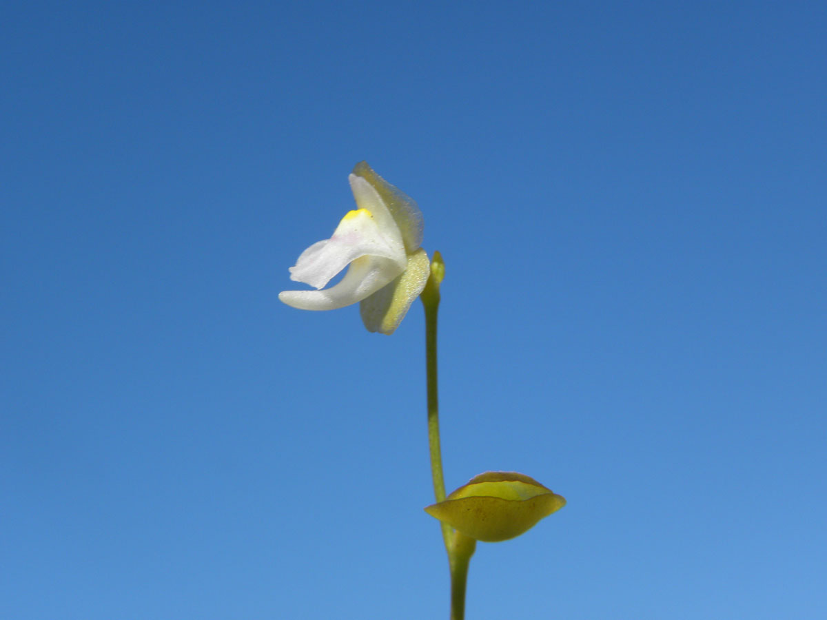 Lentibulariaceae Utricularia huntii