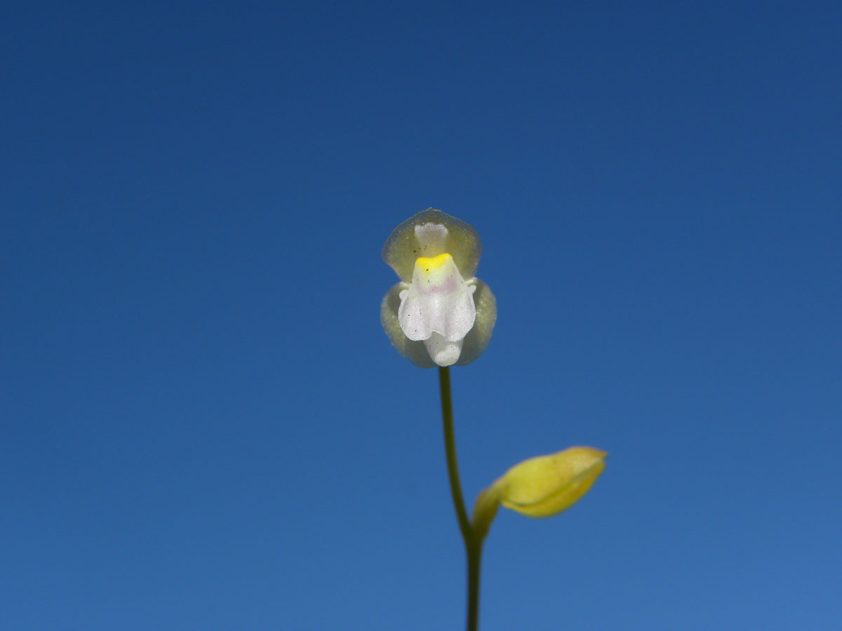 Lentibulariaceae Utricularia huntii