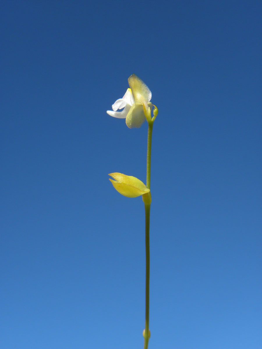 Lentibulariaceae Utricularia huntii