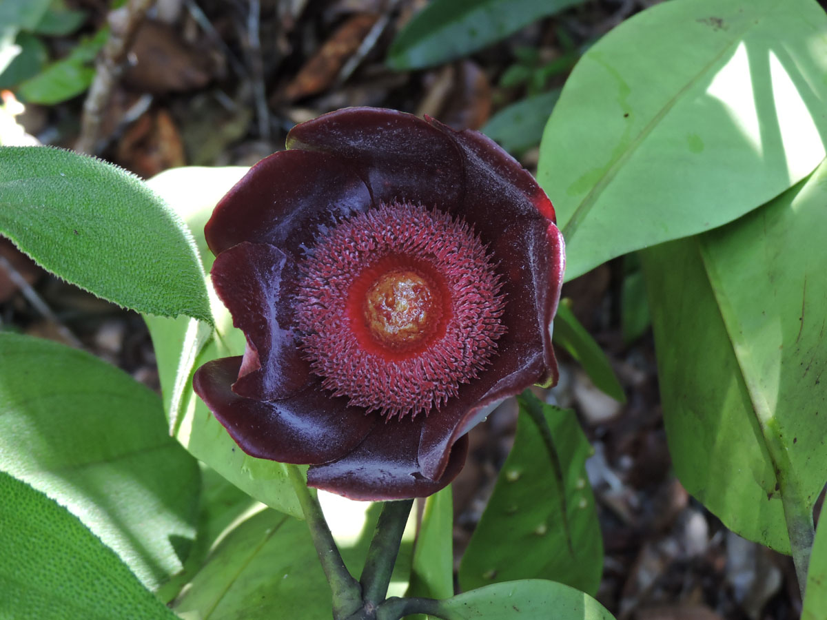 Clusiaceae Clusia insignis