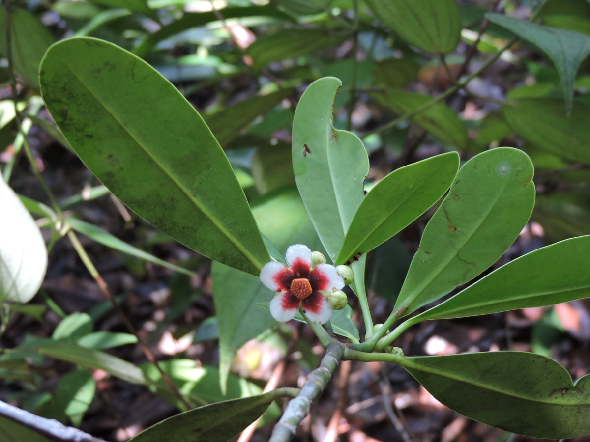 Clusiaceae Clusia renggerioides