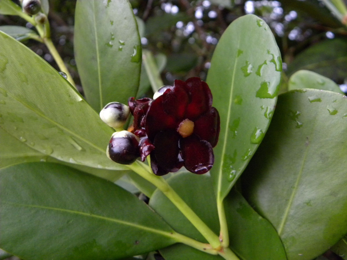 Clusiaceae Clusia nitida