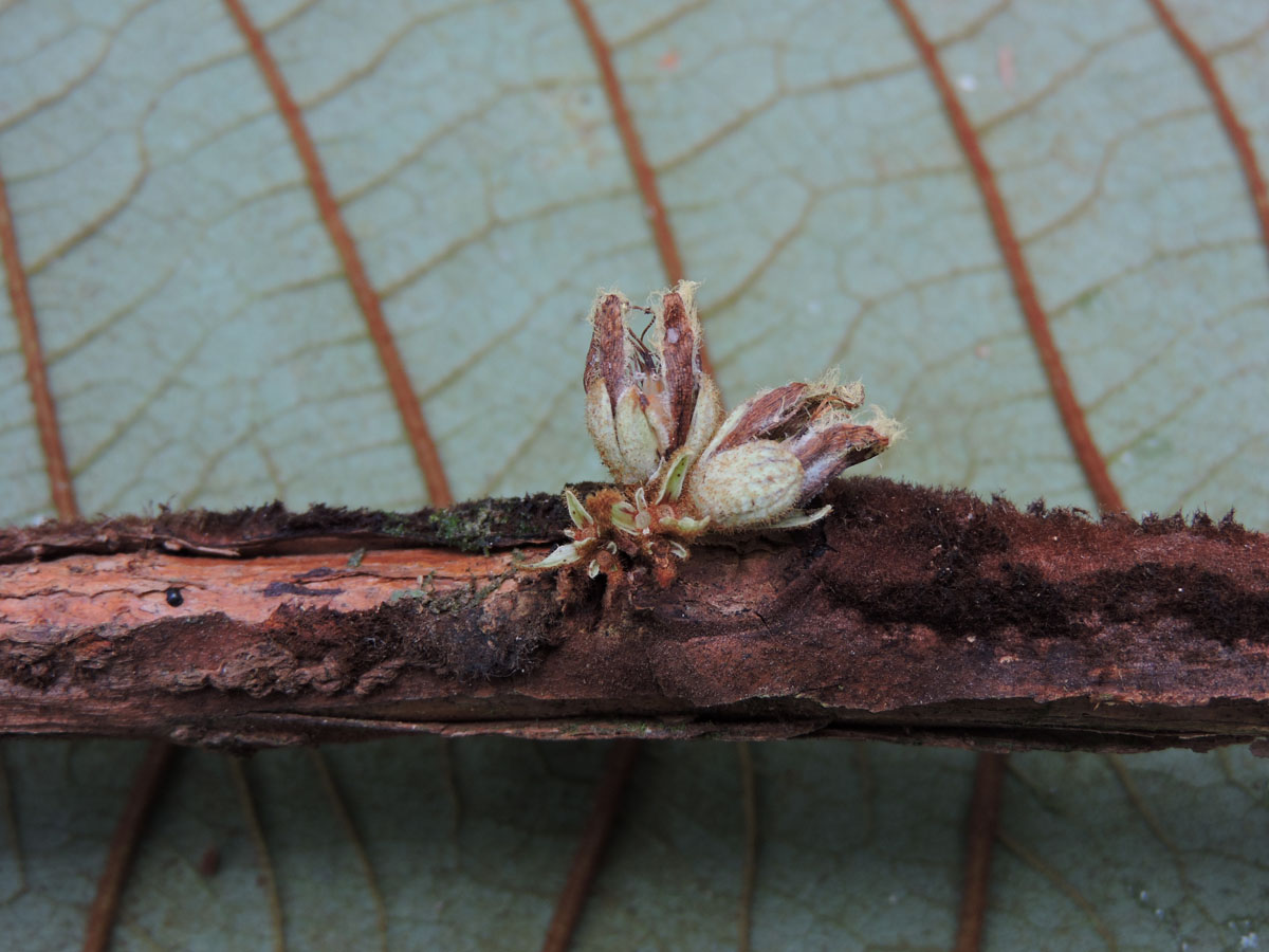 Hypericaceae Vismia cauliflora