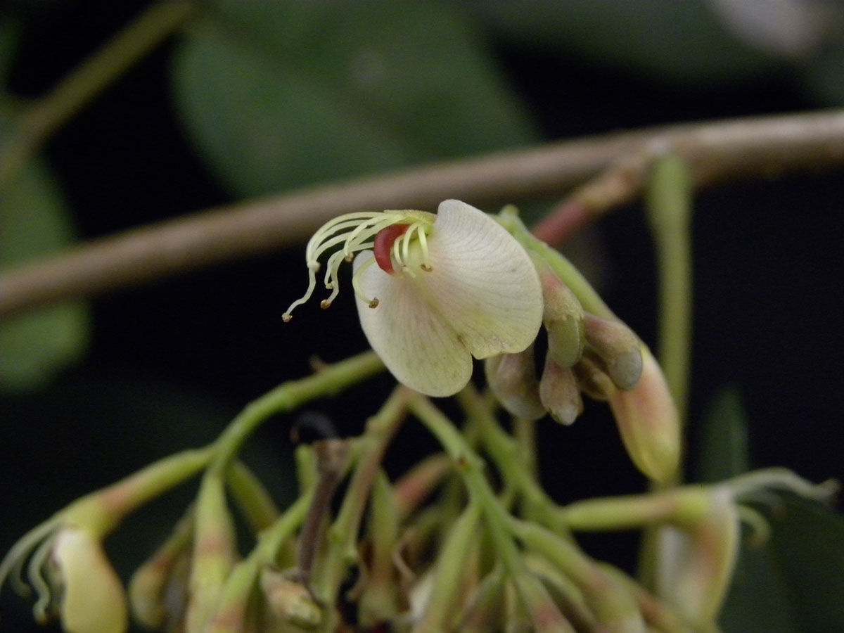 Fabaceae Amburana cearensis