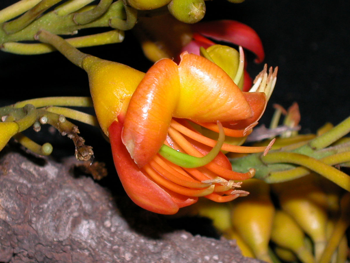 Fabaceae Castanospermum australe