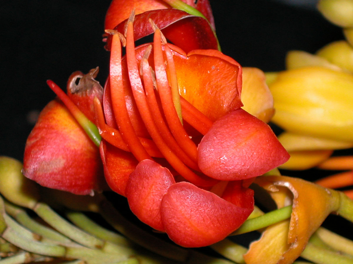 Fabaceae Castanospermum australe