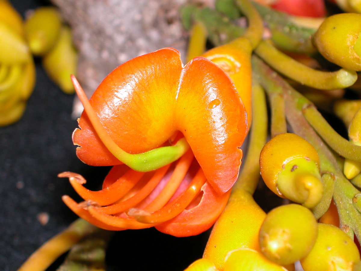 Fabaceae Castanospermum australe