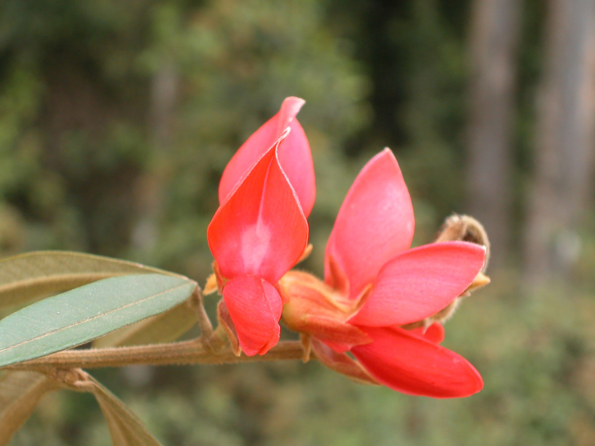 Fabaceae Collaea speciosa