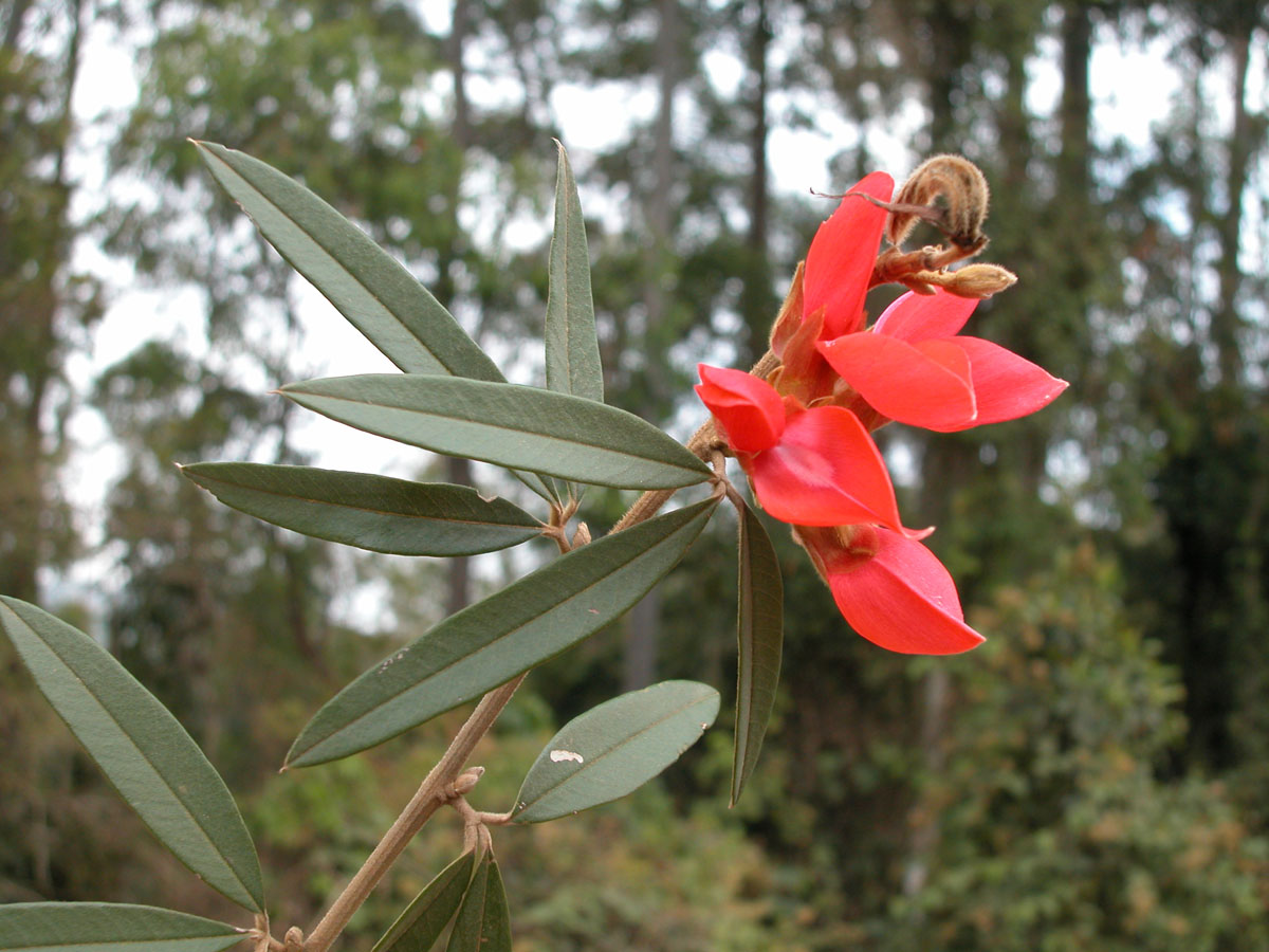 Fabaceae Collaea speciosa