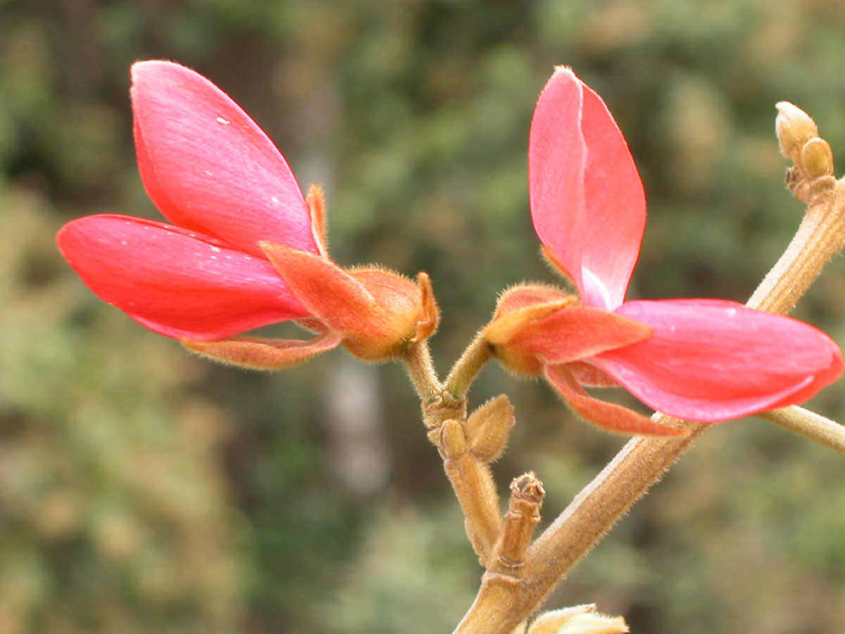 Fabaceae Collaea speciosa