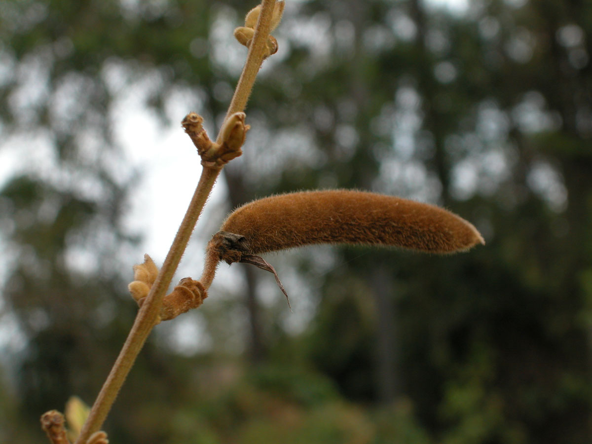 Fabaceae Collaea speciosa