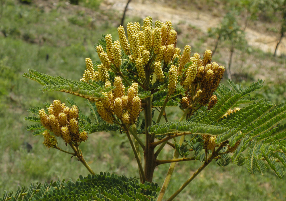 Fabaceae Dimorphandra mollis