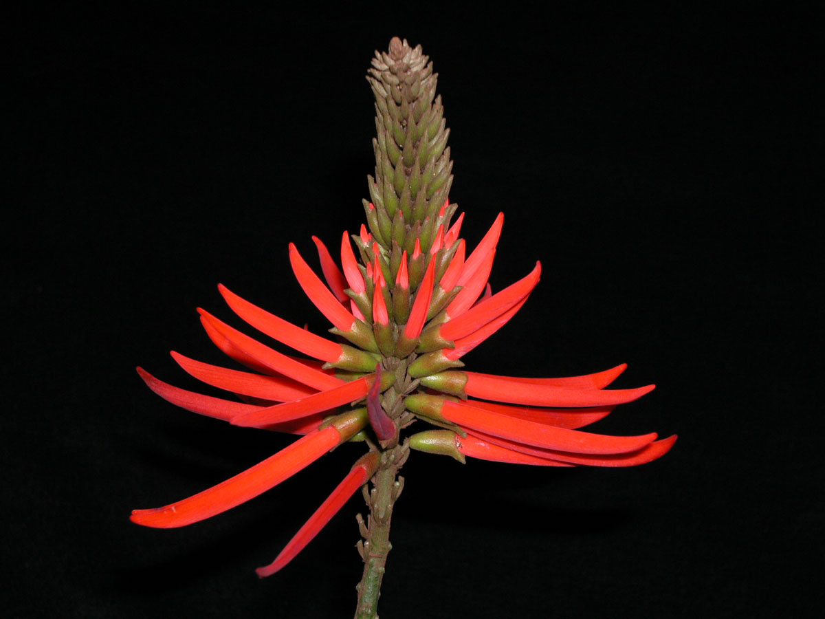 Fabaceae Erythrina speciosa