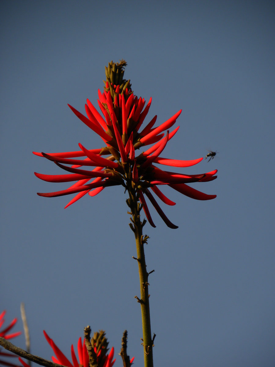 Fabaceae Erythrina speciosa