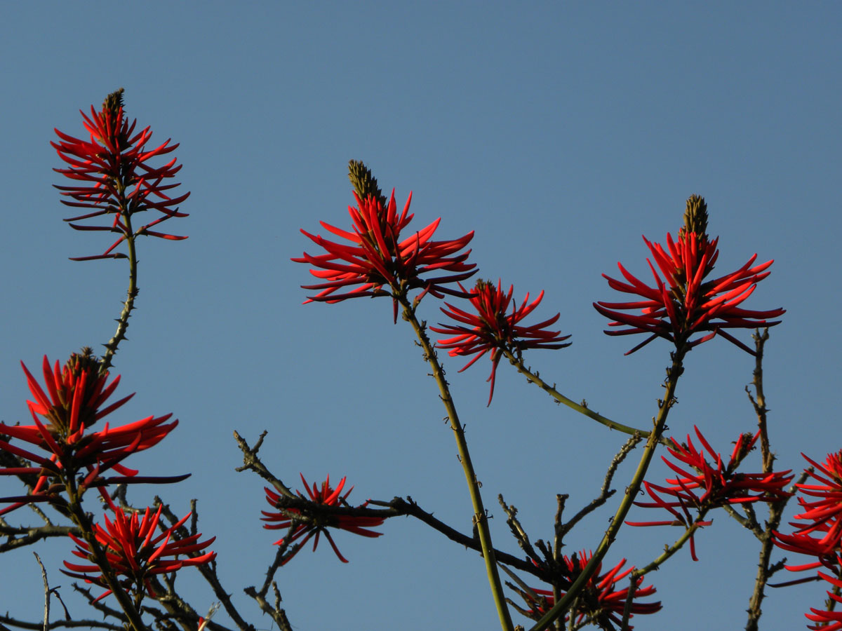 Fabaceae Erythrina speciosa