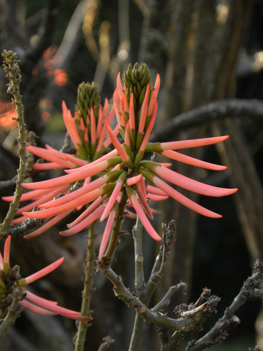 Fabaceae Erythrina speciosa