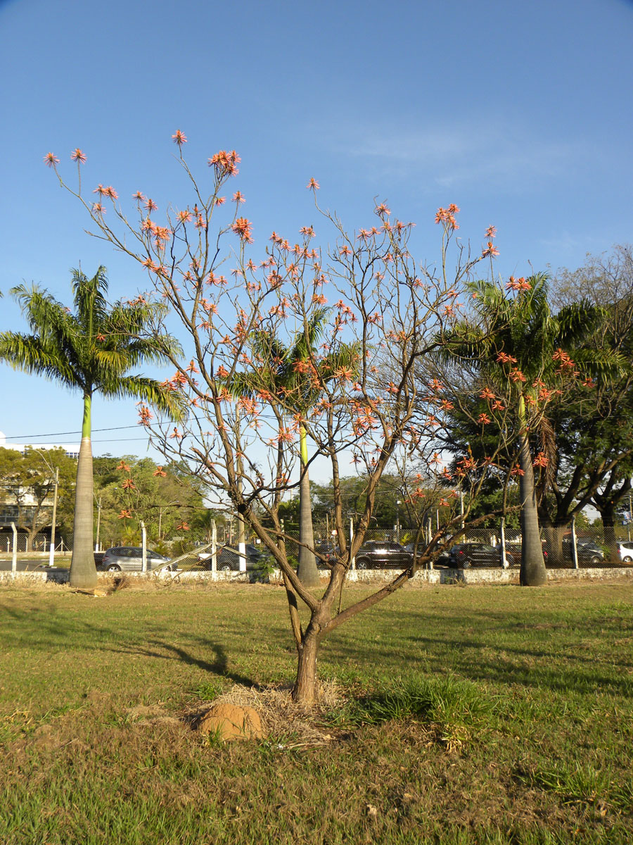 Fabaceae Erythrina speciosa