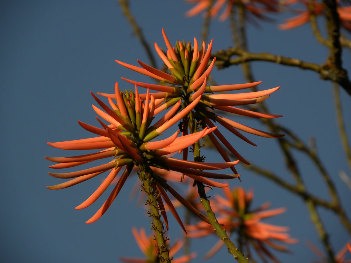 Fabaceae Erythrina speciosa