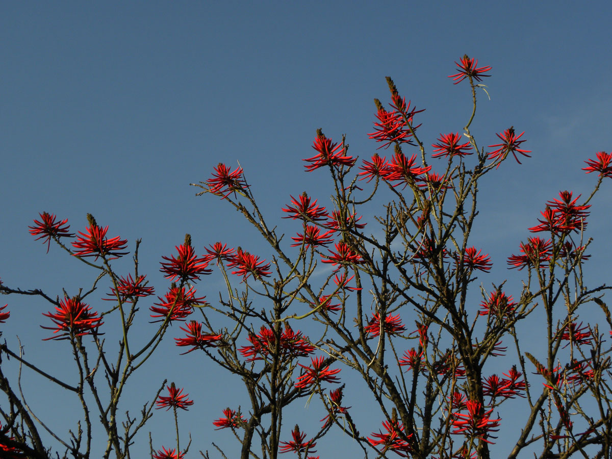 Fabaceae Erythrina speciosa