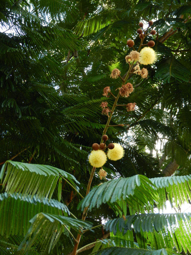 Fabaceae Parkia multijuga