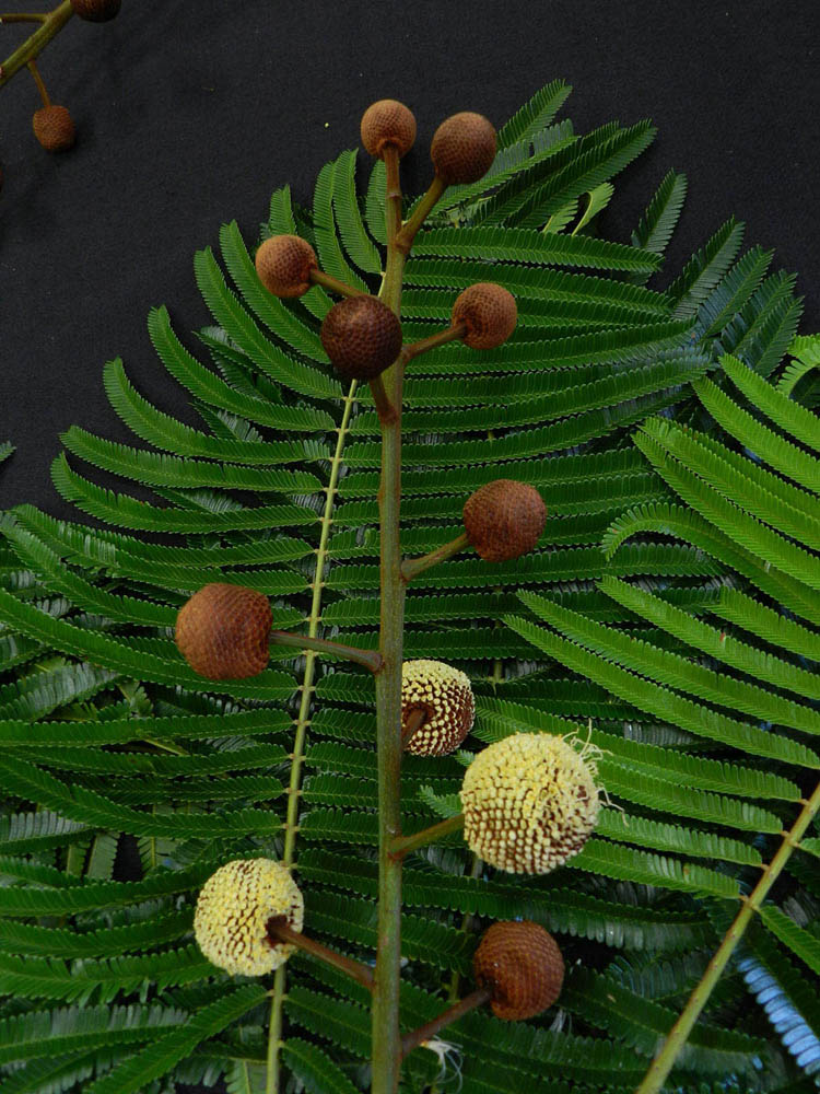 Fabaceae Parkia multijuga