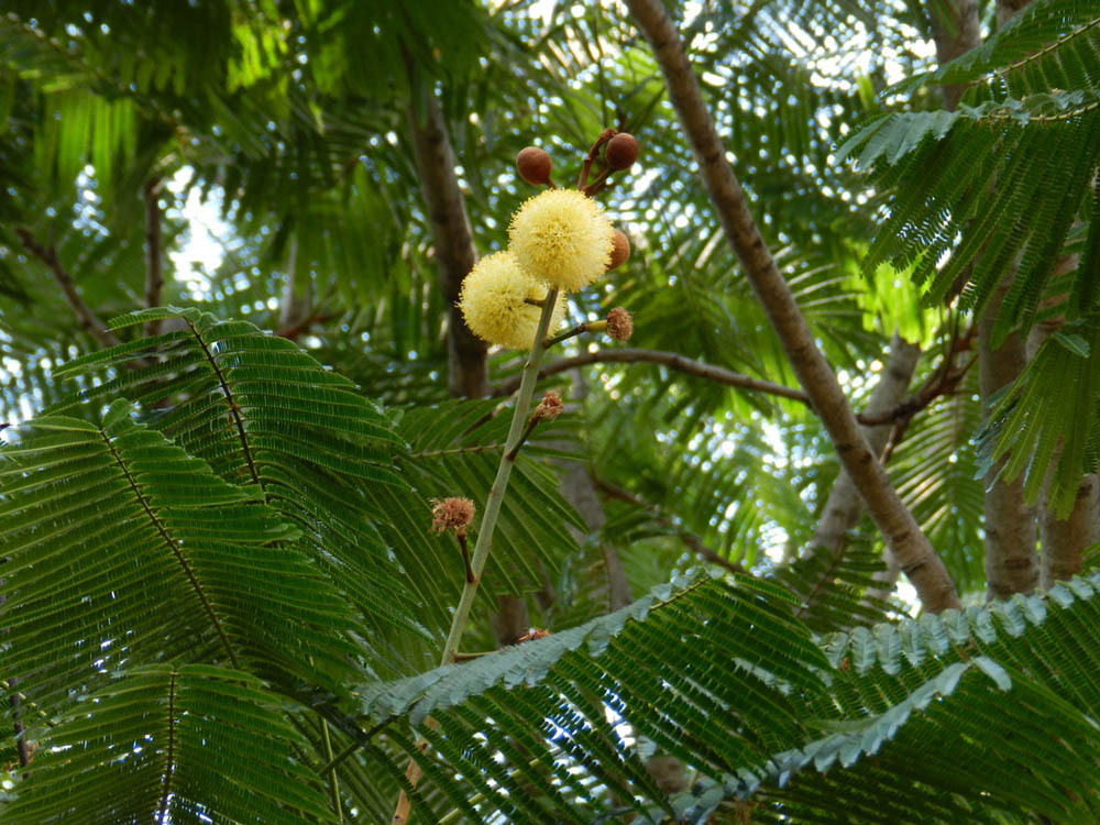 Fabaceae Parkia multijuga