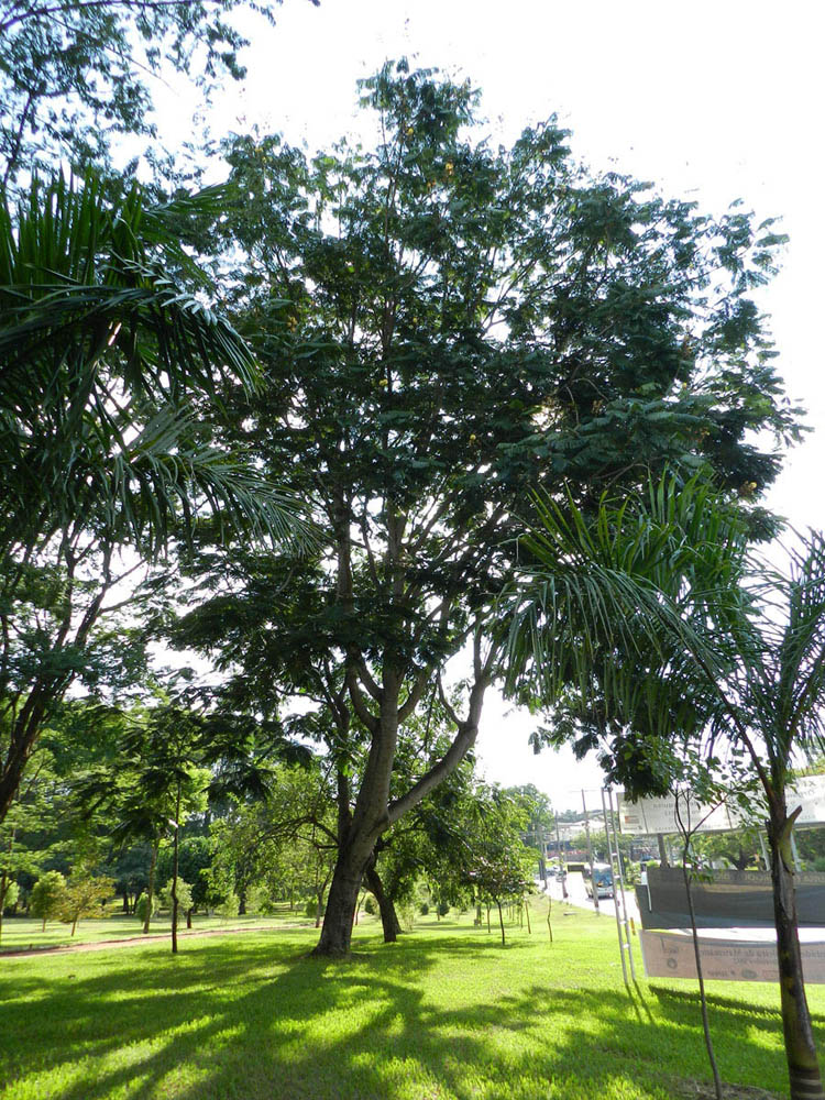 Fabaceae Parkia multijuga